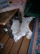 Mountain Lion rug